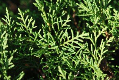 Microbiota decussata - mikrobiota křížolistá - větévka - detail